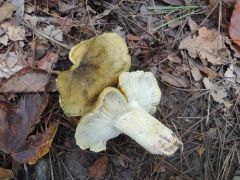 Tricholoma viridifucatum