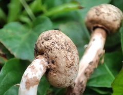 Tulostoma fimbriatum